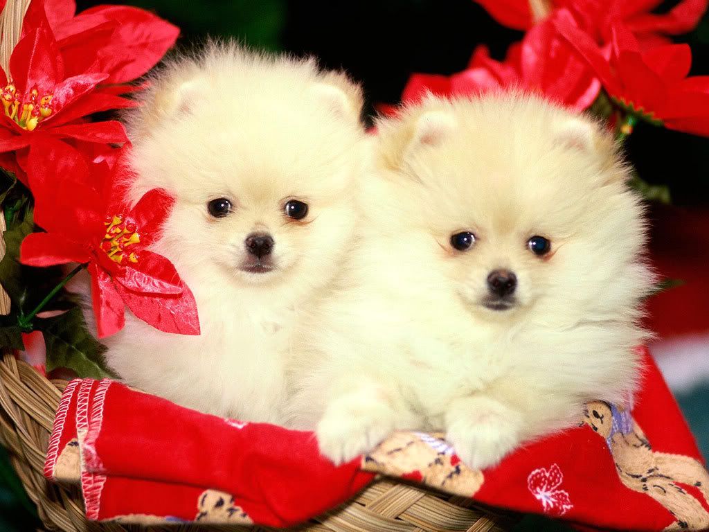 Cuccioli Pomerania bianchi natalizi, 1024x768 HD, Desktop