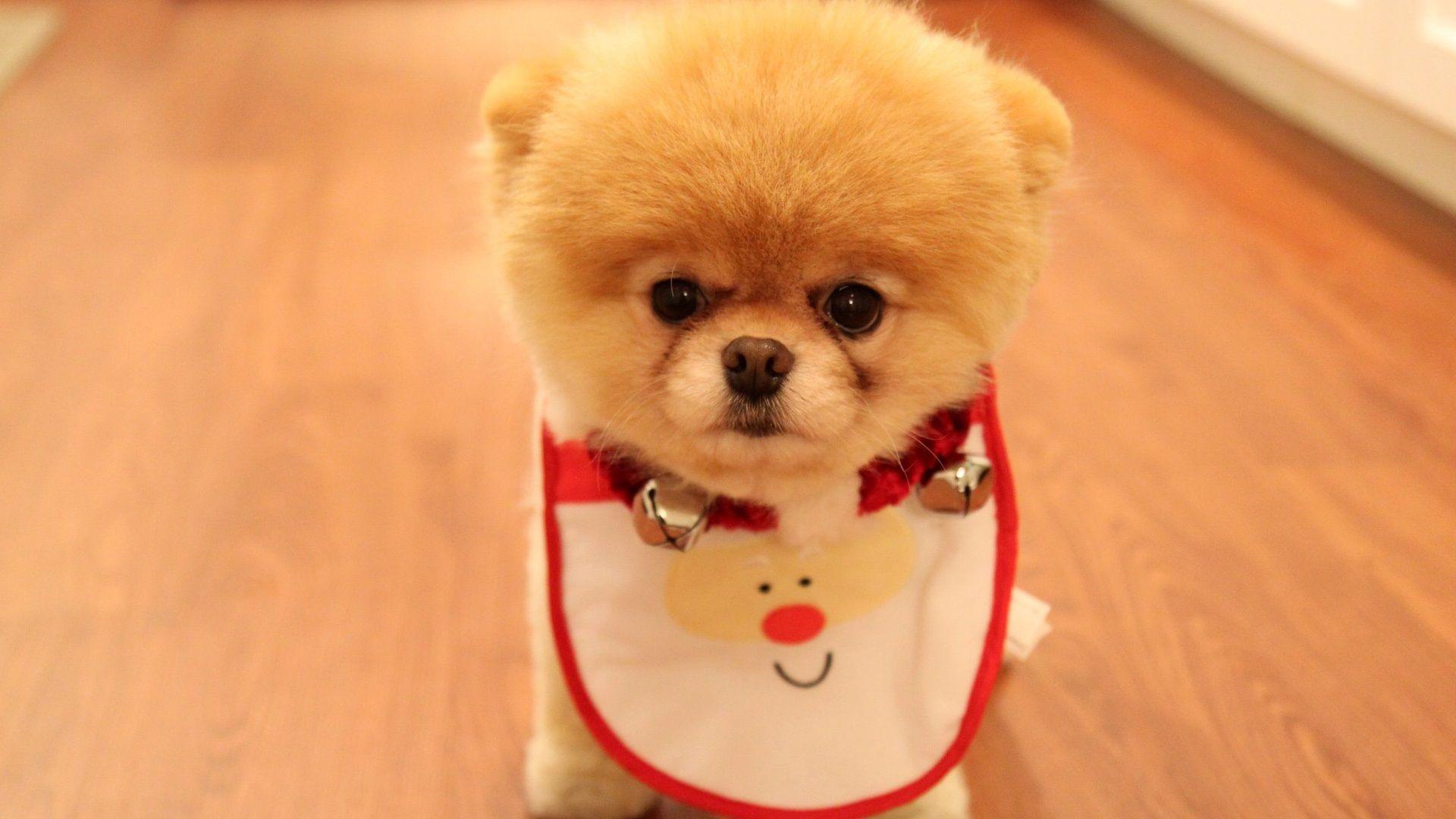 Cucciolo Pomerania bavaglino natalizio, 1920x1080 Full HD, Laptop