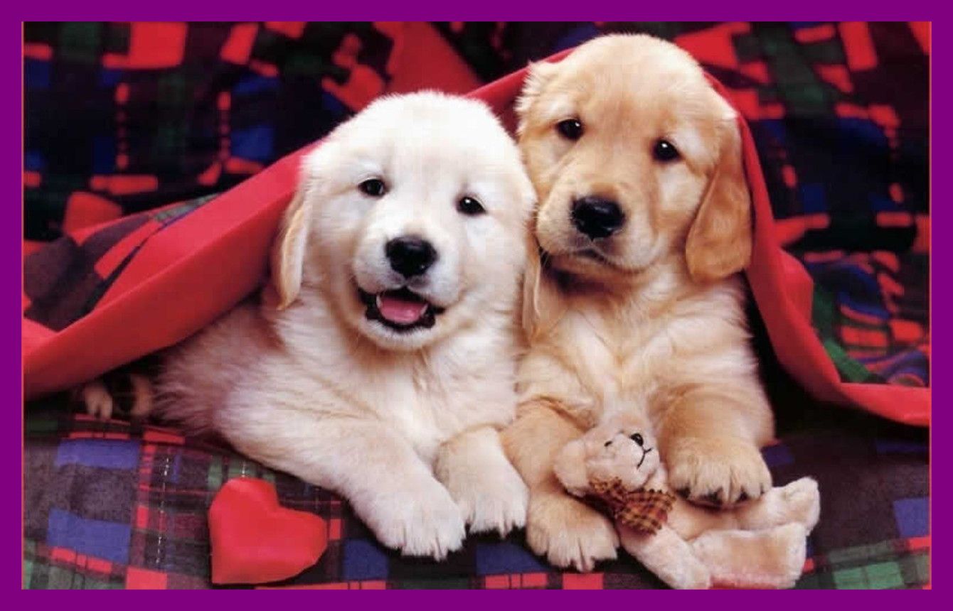 Due cuccioli golden retriever coperta, 1340x860 HD, HP Laptop