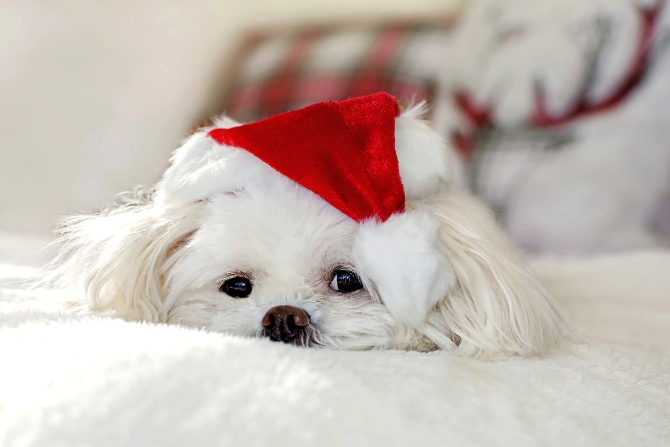 Cucciolo bianco con cappello natalizio, 1366x911 720p, PC