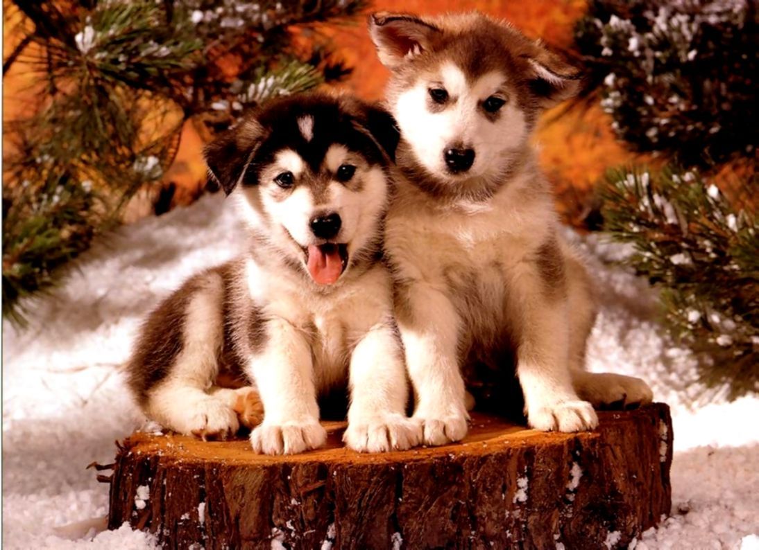 Cuccioli husky nella neve, 1094x794 HD, PC