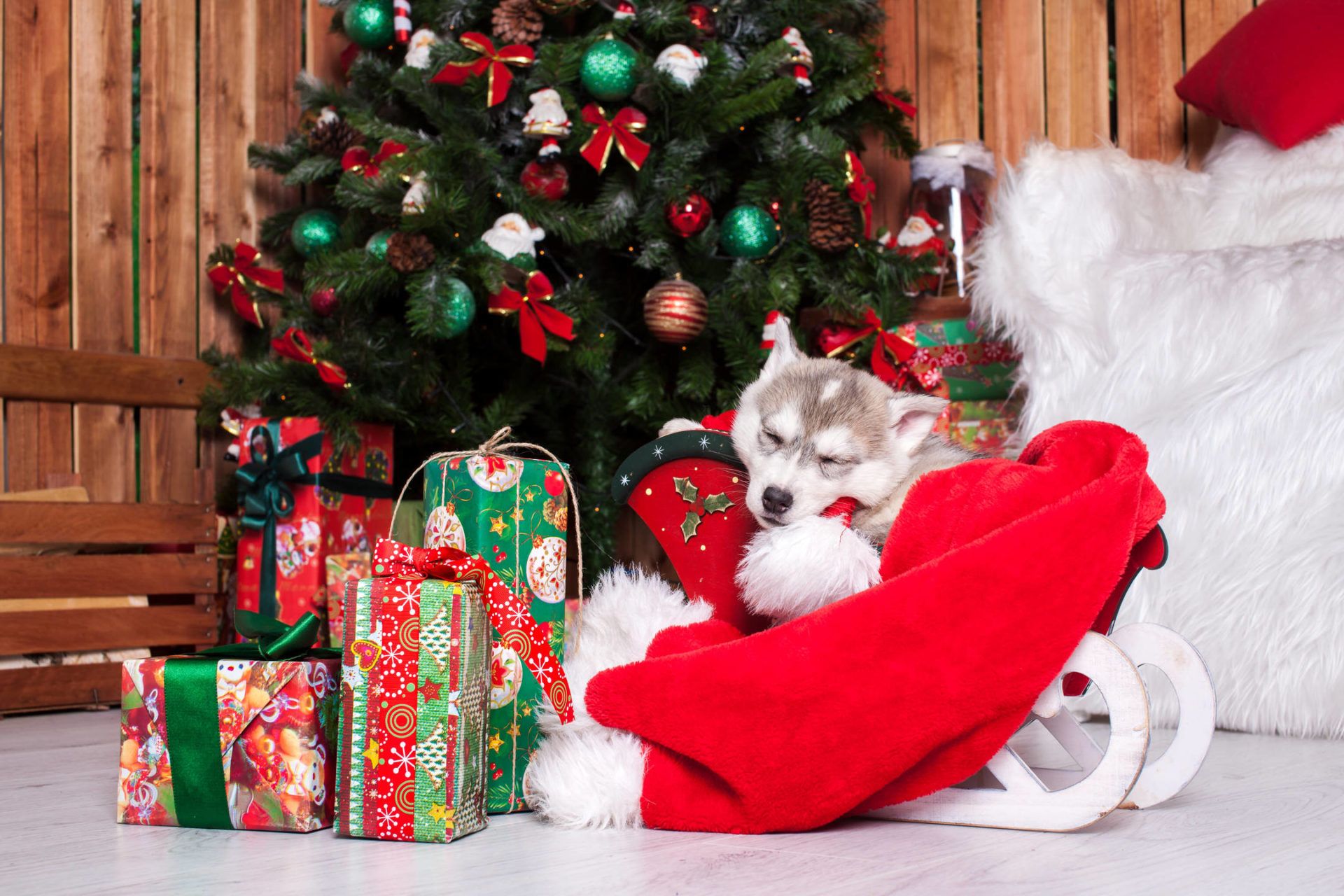 Cucciolo husky con slitta natalizia, 1920x1280 Full HD+, Desktop
