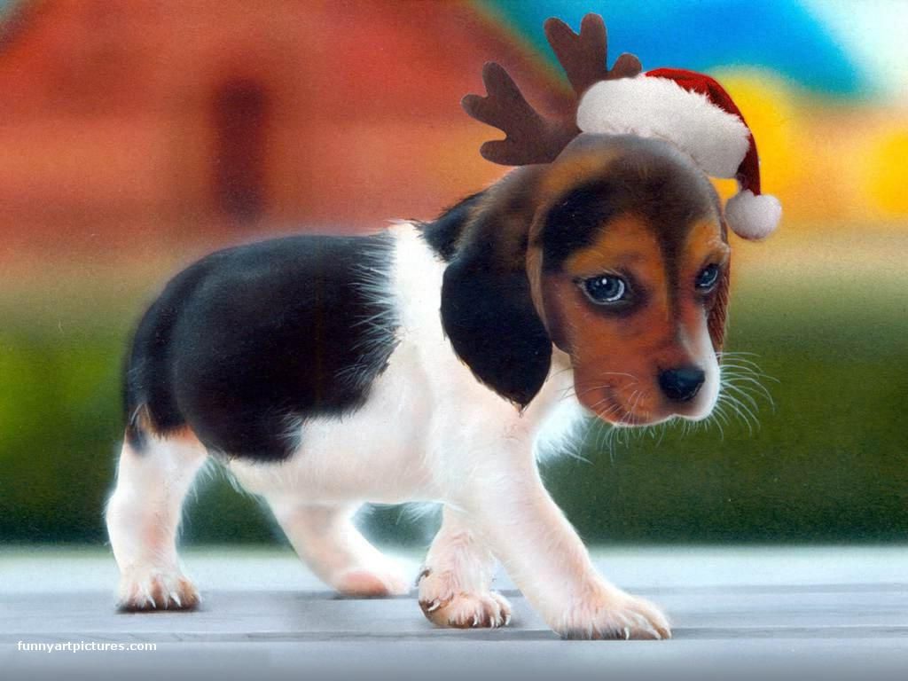 Cucciolo beagle con cappello natalizio, 1024x768 HD, Desktop