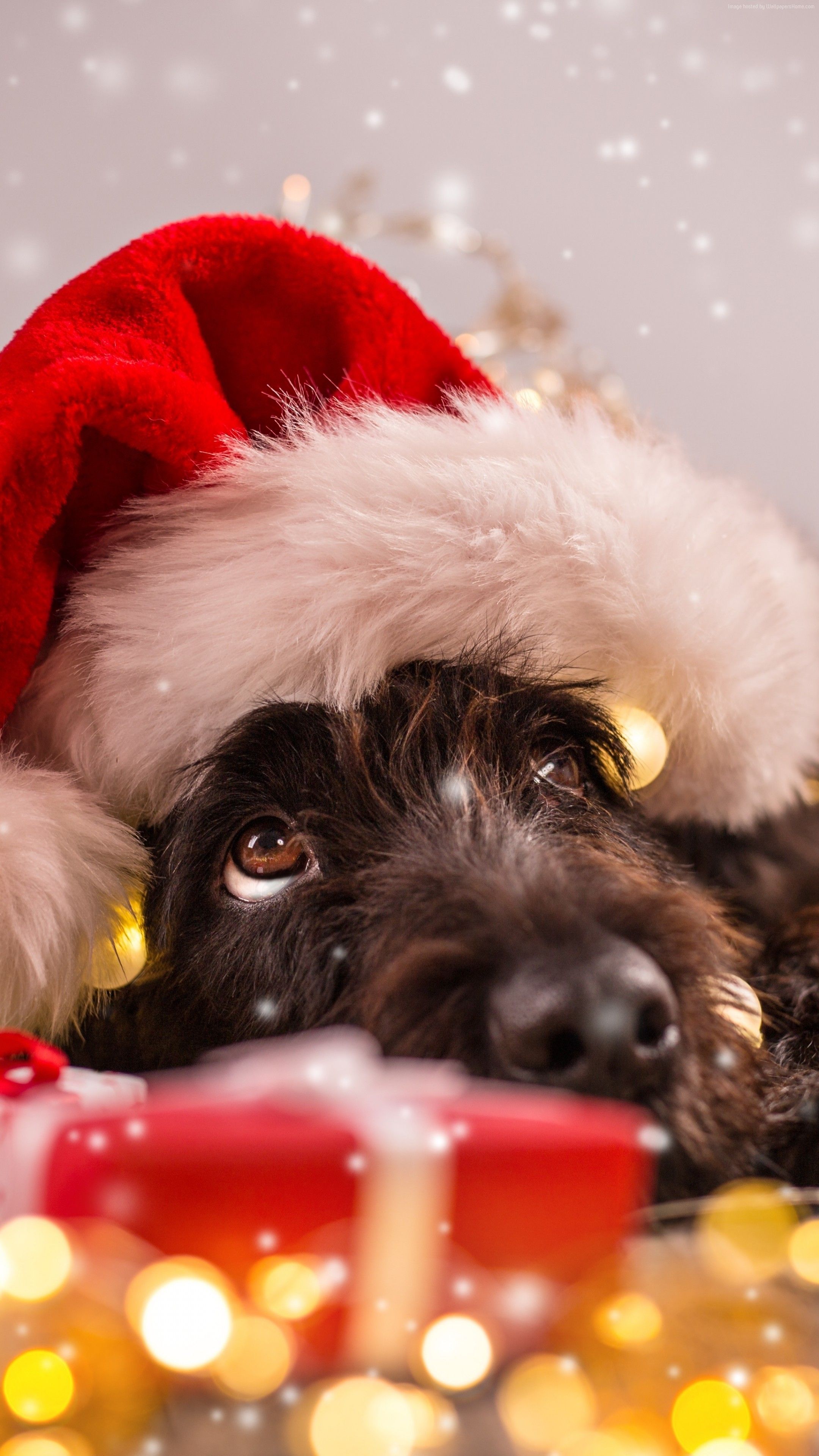 Cucciolo con cappello Babbo Natale, 2160x3840 Verticale, Telefono