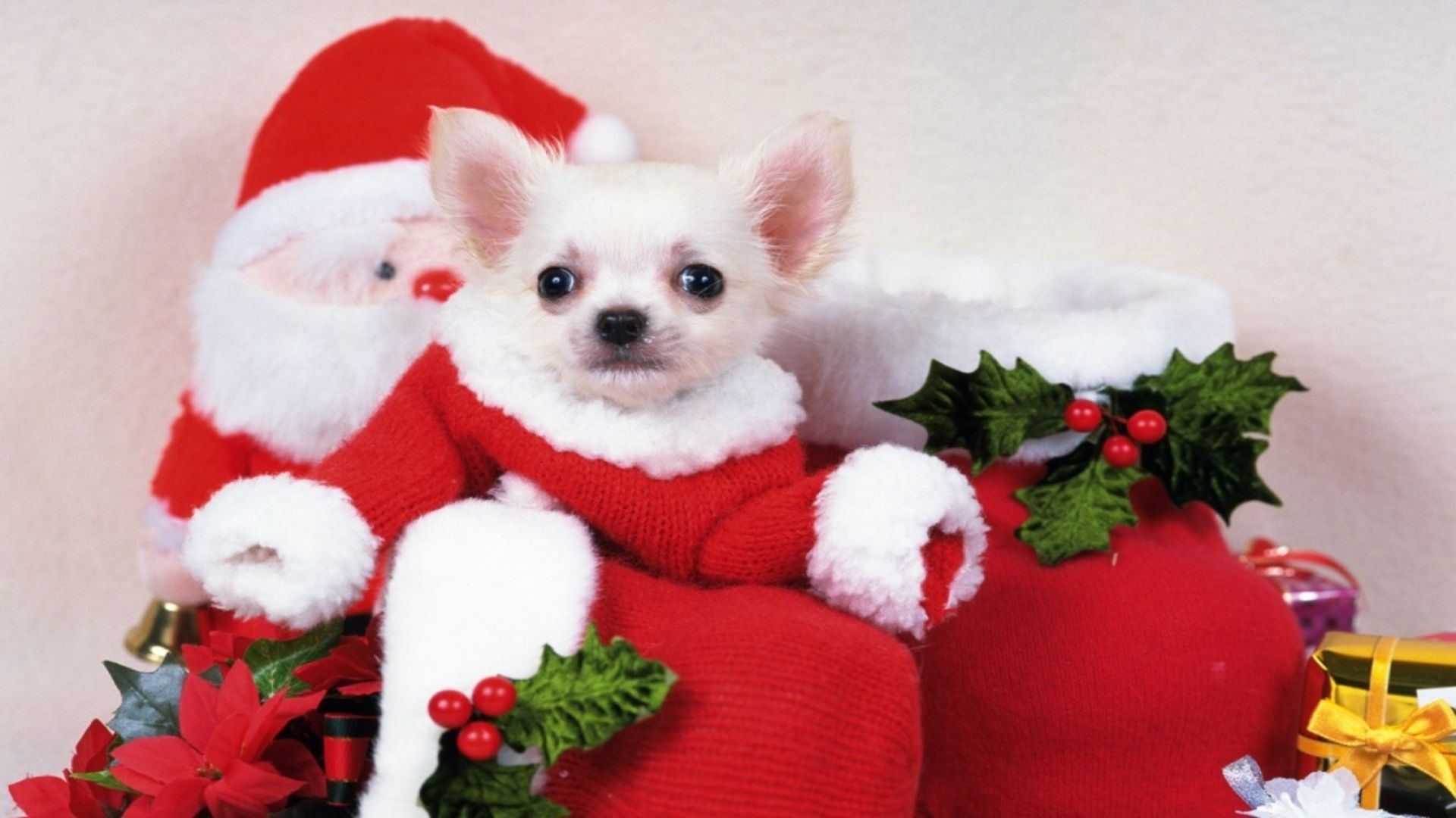 Chihuahua bianco in costume natalizio, 1920x1080 1080p, Desktop