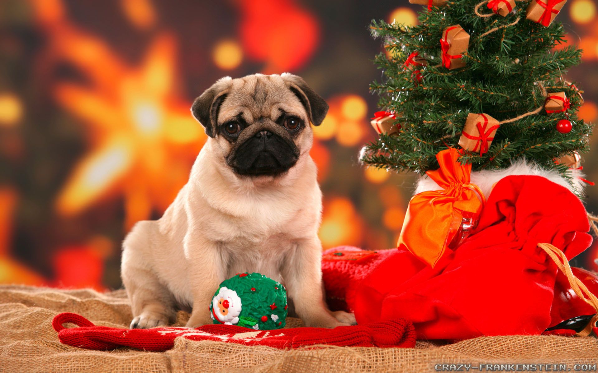 Cucciolo carlino con albero Natale, 1920x1200 Full HD+ WUXGA, iMac