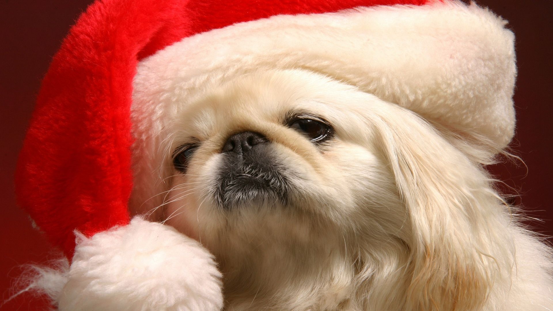 Cane Pechinese con cappello natalizio, 1920x1080 Full HD 1080p, Laptop