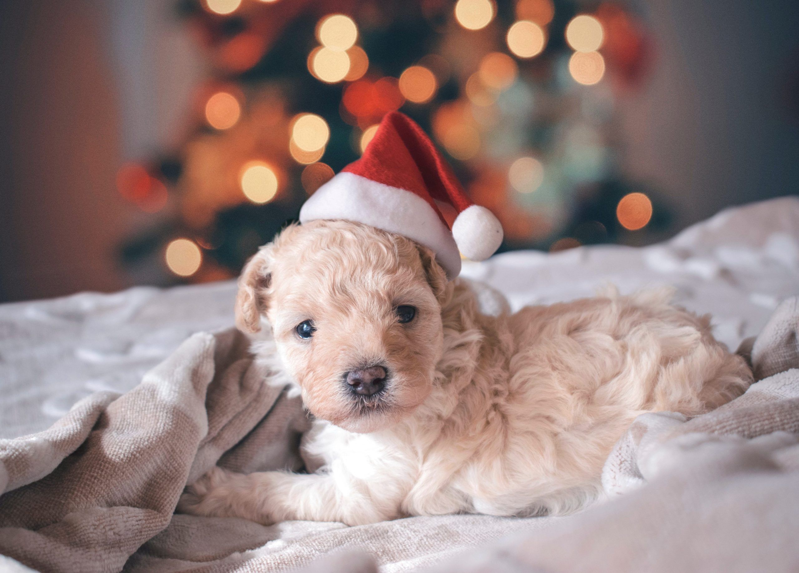 Cucciolo con cappello di Natale, 2560x1837 WQXGA, Monitor Gaming