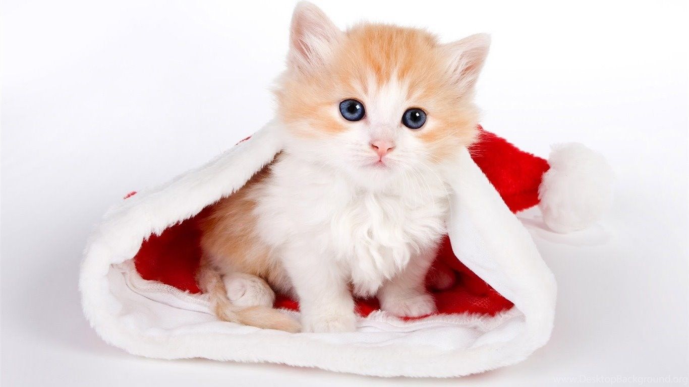 Gattino in cappello di Natale, 1366x768 720p, Laptop