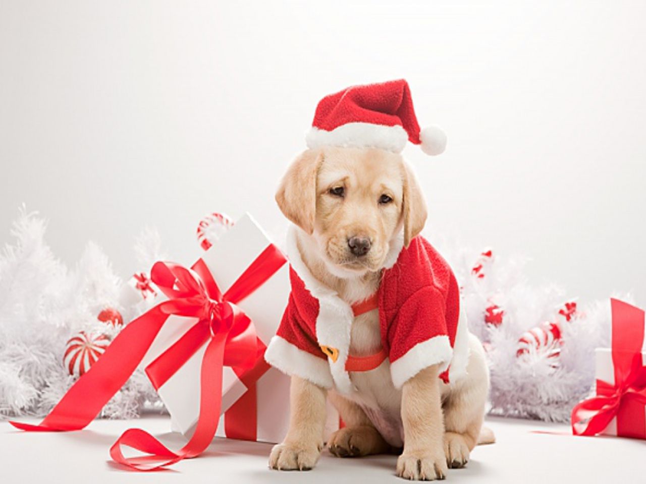 Cucciolo labrador vestito da Babbo Natale, 1280x960 HD, Desktop