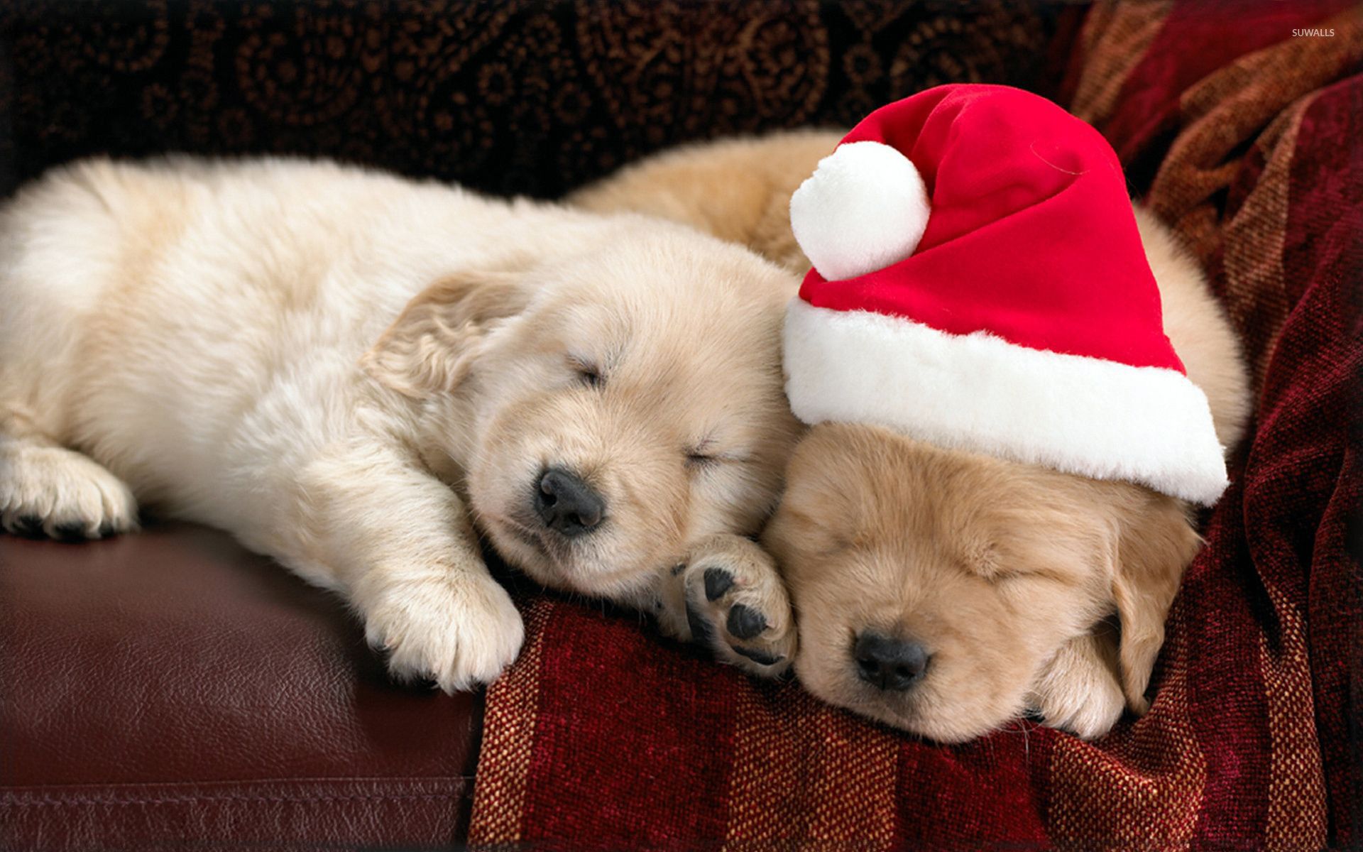 Cuccioli golden retriever con cappello natalizio, 1920x1200 Full HD+ WUXGA, iMac
