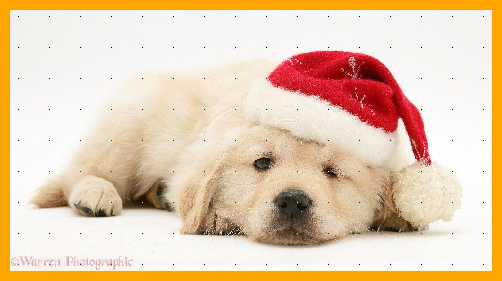Cucciolo golden retriever cappello natalizio, 1619x907 HD, Desktop