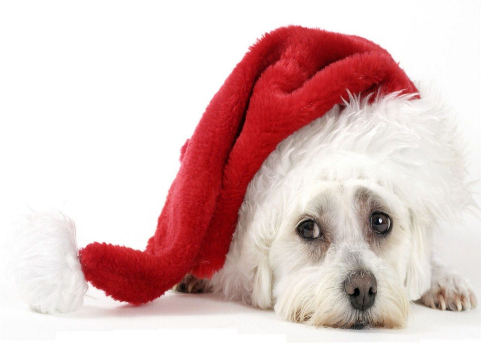 Cucciolo bianco con cappello Natale, 1600x1200 900p, Laptop