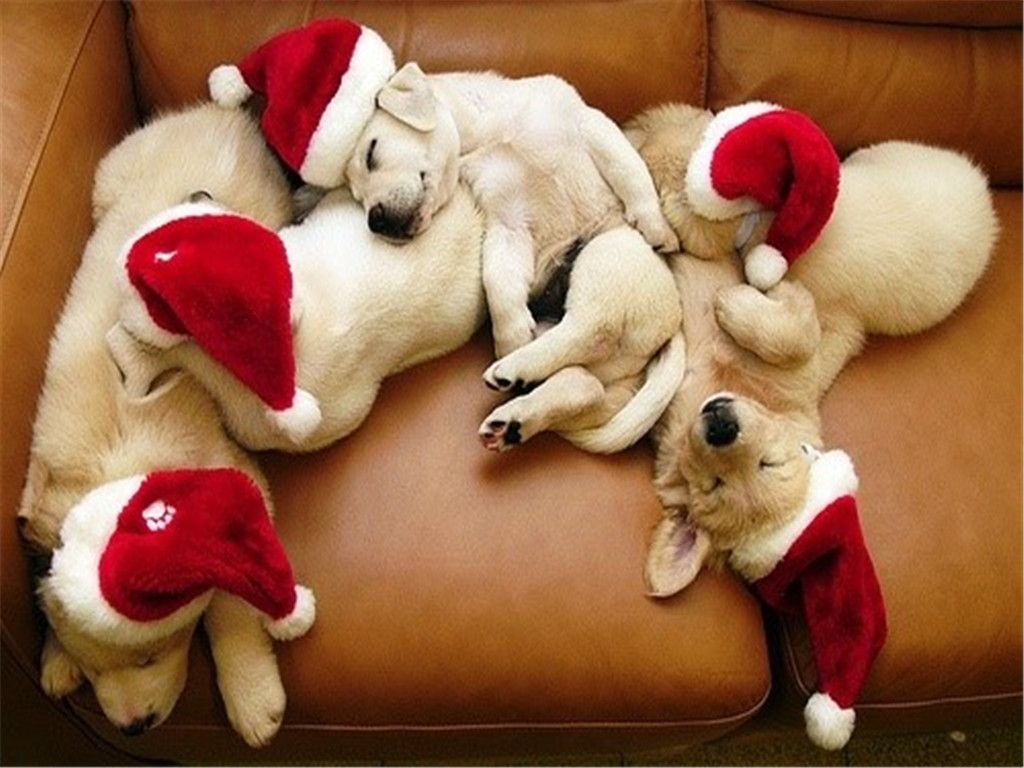 Cuccioli labrador con cappelli natalizi, 1024x768 HD, PC Desktop