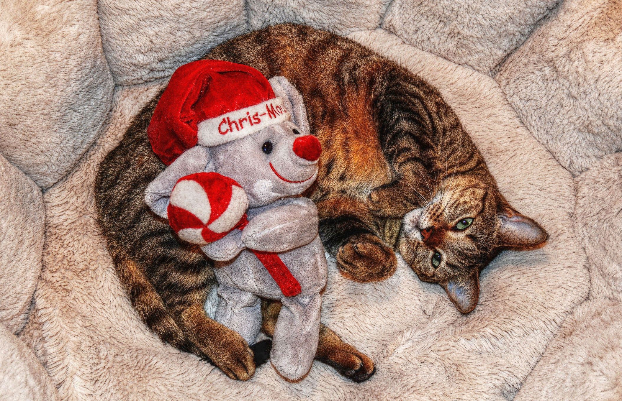 Gatto tabby con peluche natalizio, 2108x1360 alta risoluzione, Desktop