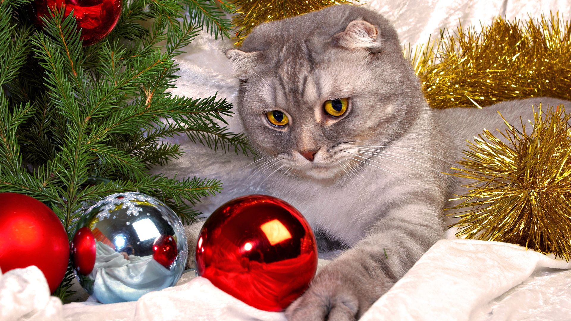 Gatto grigio con palline natalizie, 1920x1080 Full HD 1080p, PC