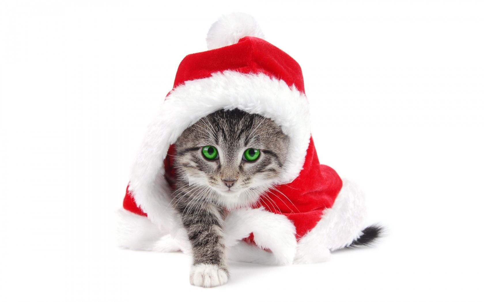 Gattino con costume di Natale, 1680x1050 HD, Desktop