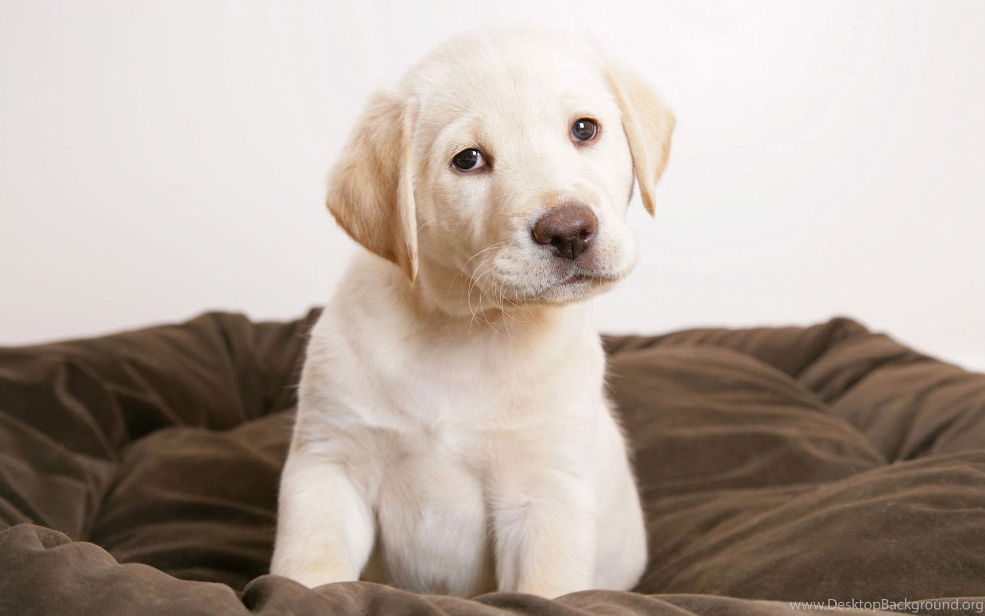 Cucciolo labrador su cuscino, 1920x1200 Full HD+ WUXGA, Desktop