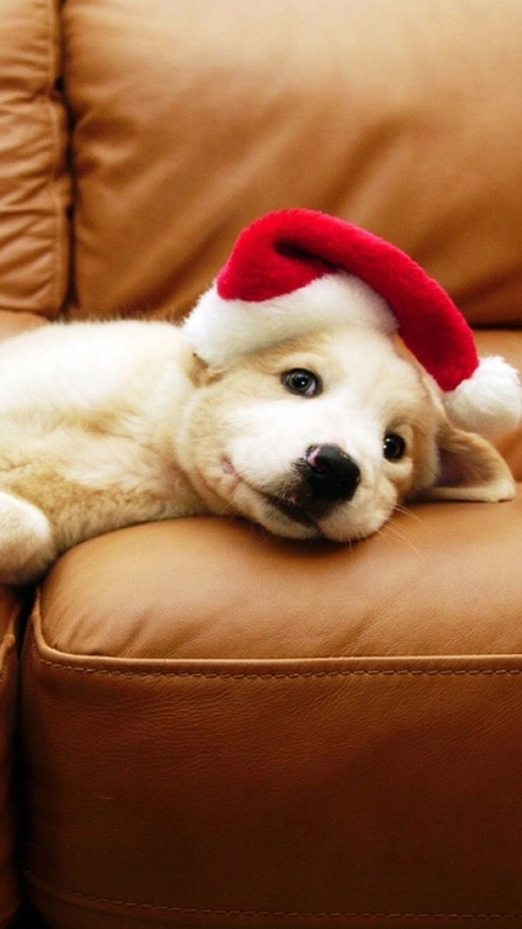 Cucciolo con cappello di Natale, 750x1334 Full HD Verticale, Smartphone