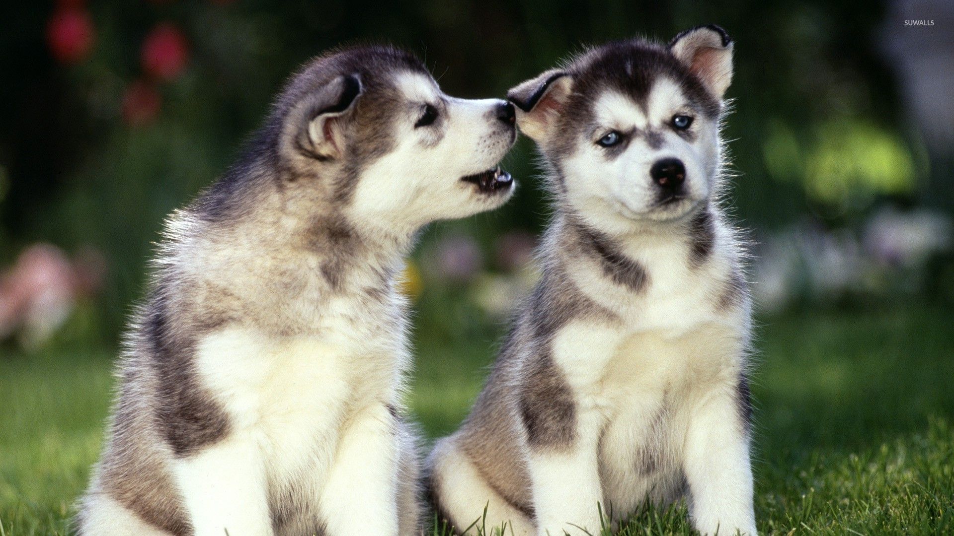 Cuccioli di husky siberiano, 1920x1080 Full HD, Laptop