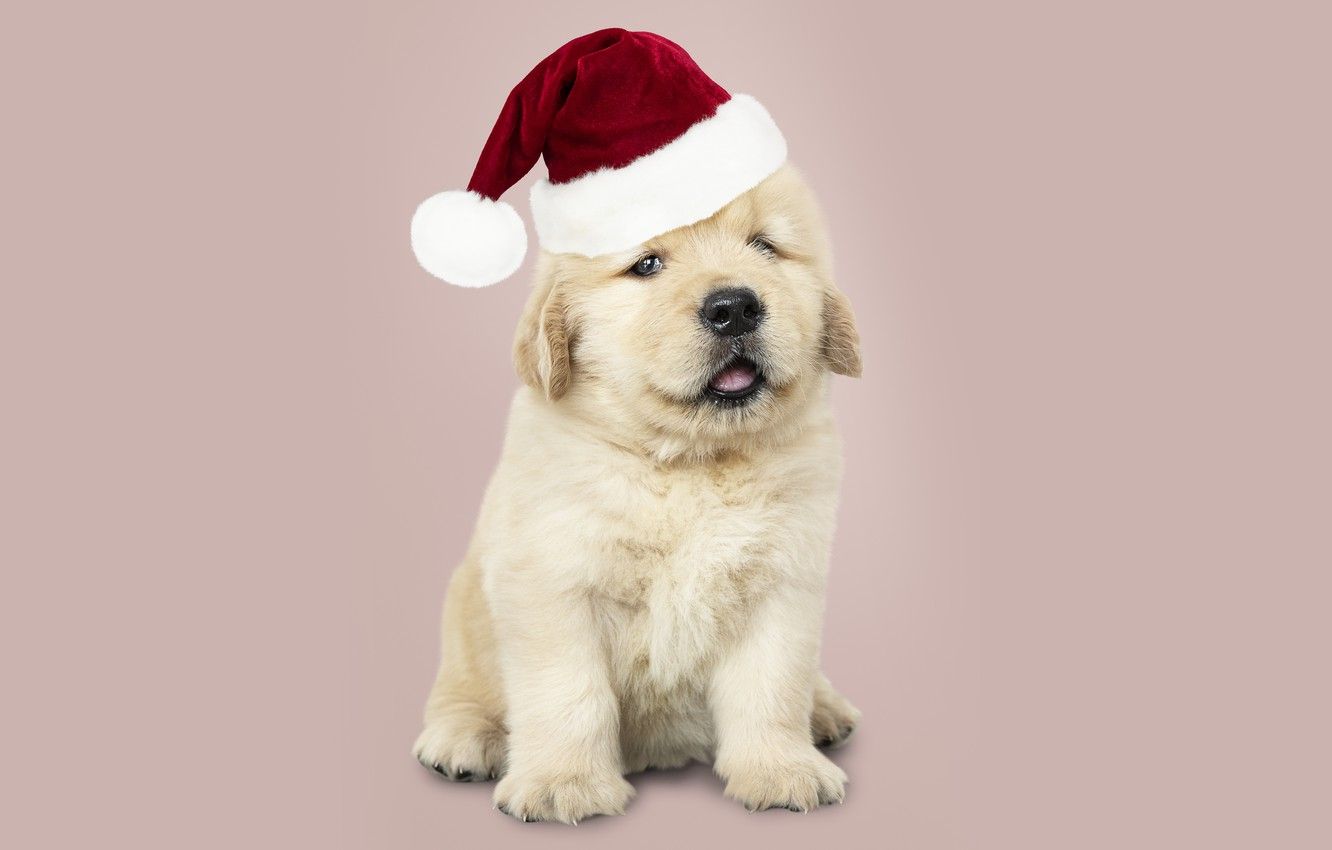 Cucciolo Labrador con cappello Babbo Natale, 1332x850 720p, PC