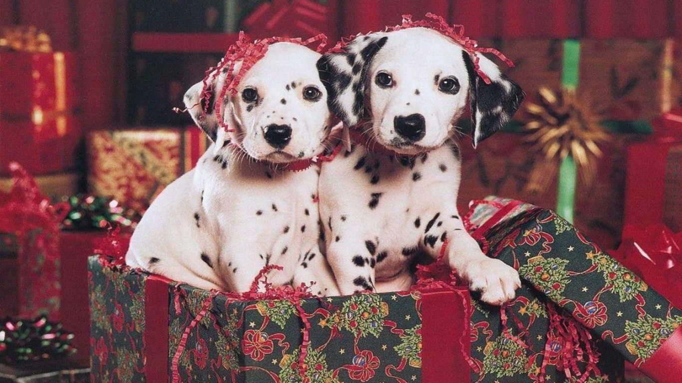 Cuccioli dalmata in regali natalizi, 1366x768 HD, Desktop