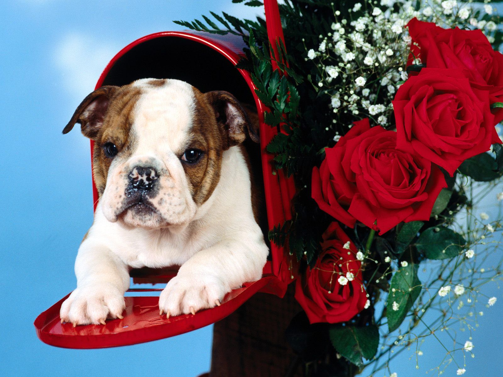 Cucciolo bulldog in cassetta postale, 1600x1200 900p, MacBook Air