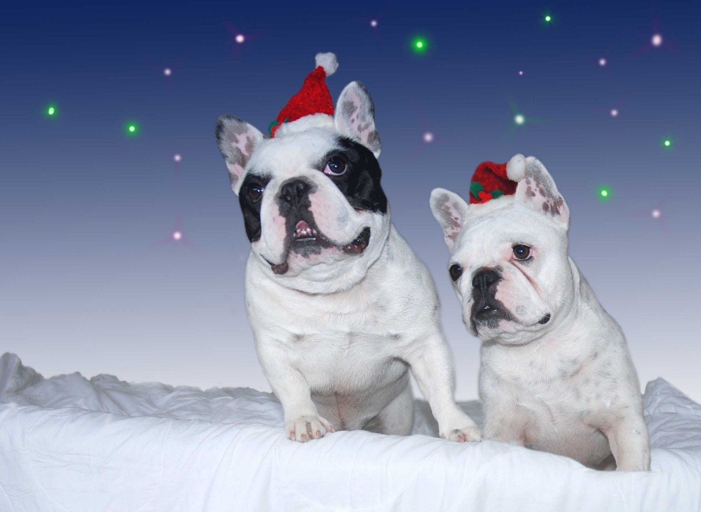 Cuccioli bulldog francese cappelli Natale, 1426x1042 HD, Desktop