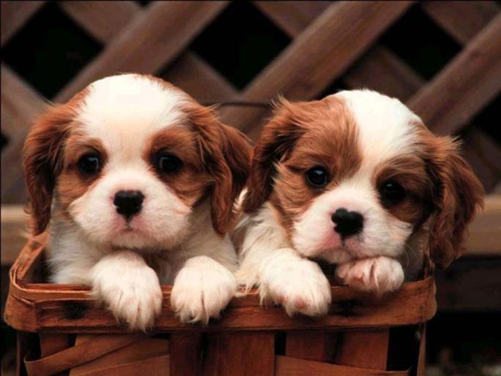 Cuccioli Cavalier King Charles in cesto, 1024x768 HD, iMac