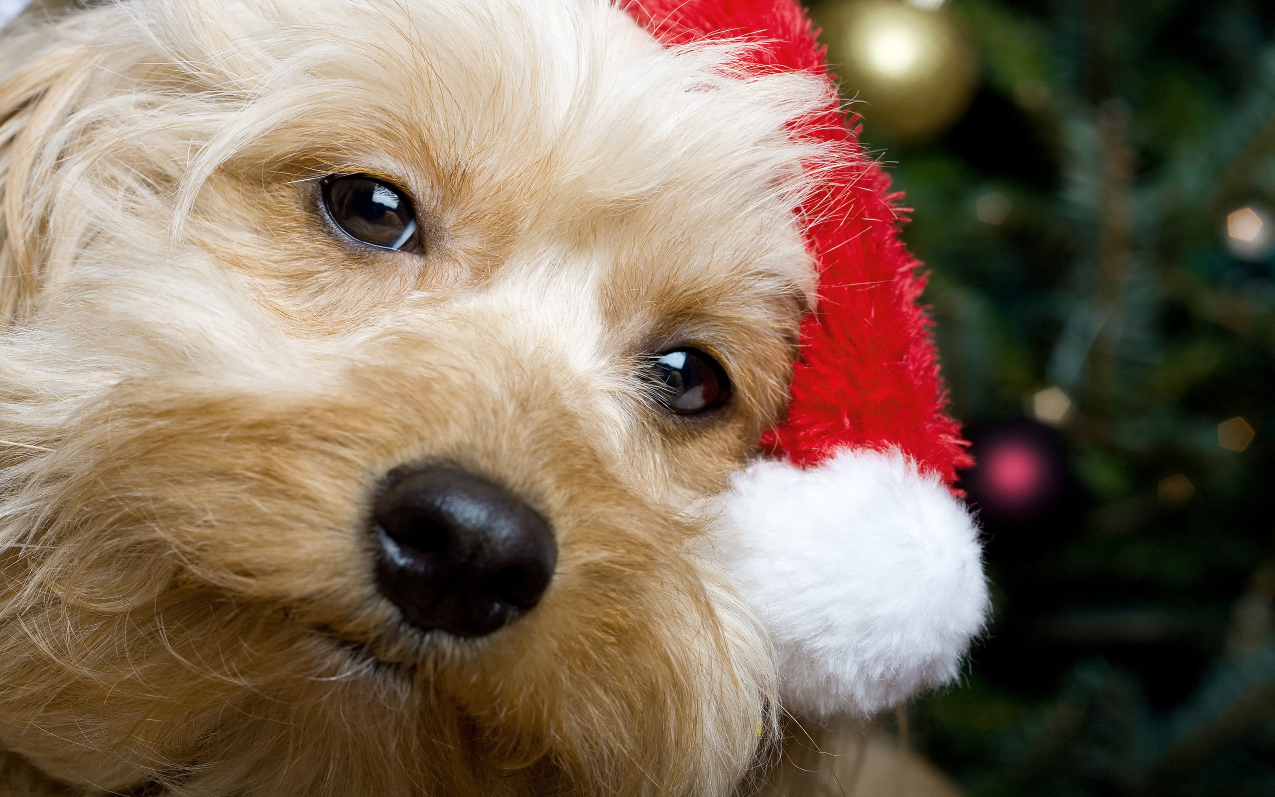 Cucciolo con cappello Babbo Natale, 2560x1600 WQXGA, MacBook Pro