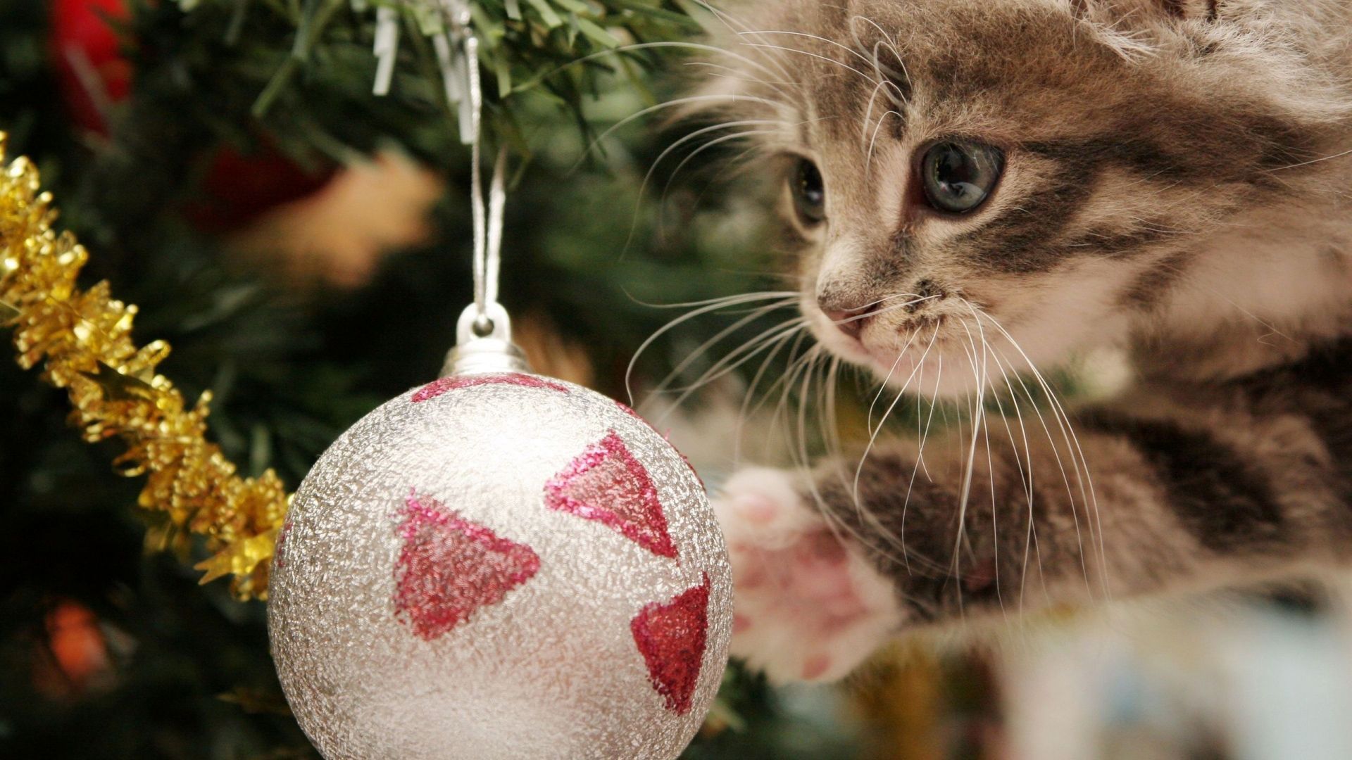 Gattino con pallina di Natale, 1920x1080 1080p, Desktop