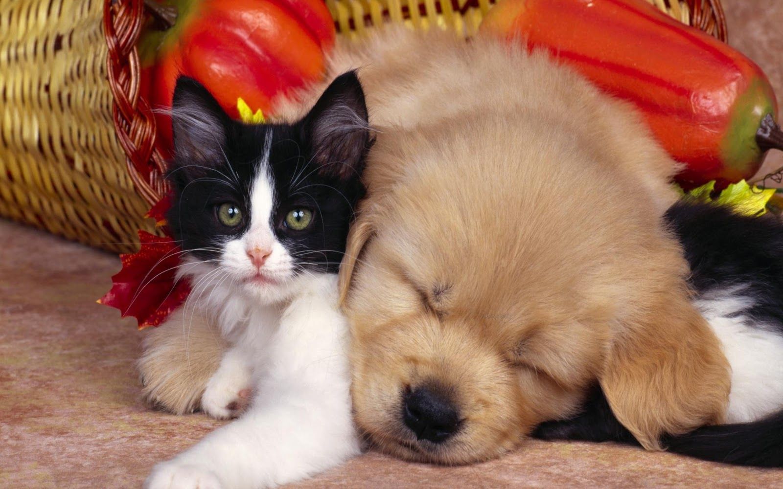 Gattino e cucciolo abbracciati, 1600x1000 HD, ROG Asus Laptop