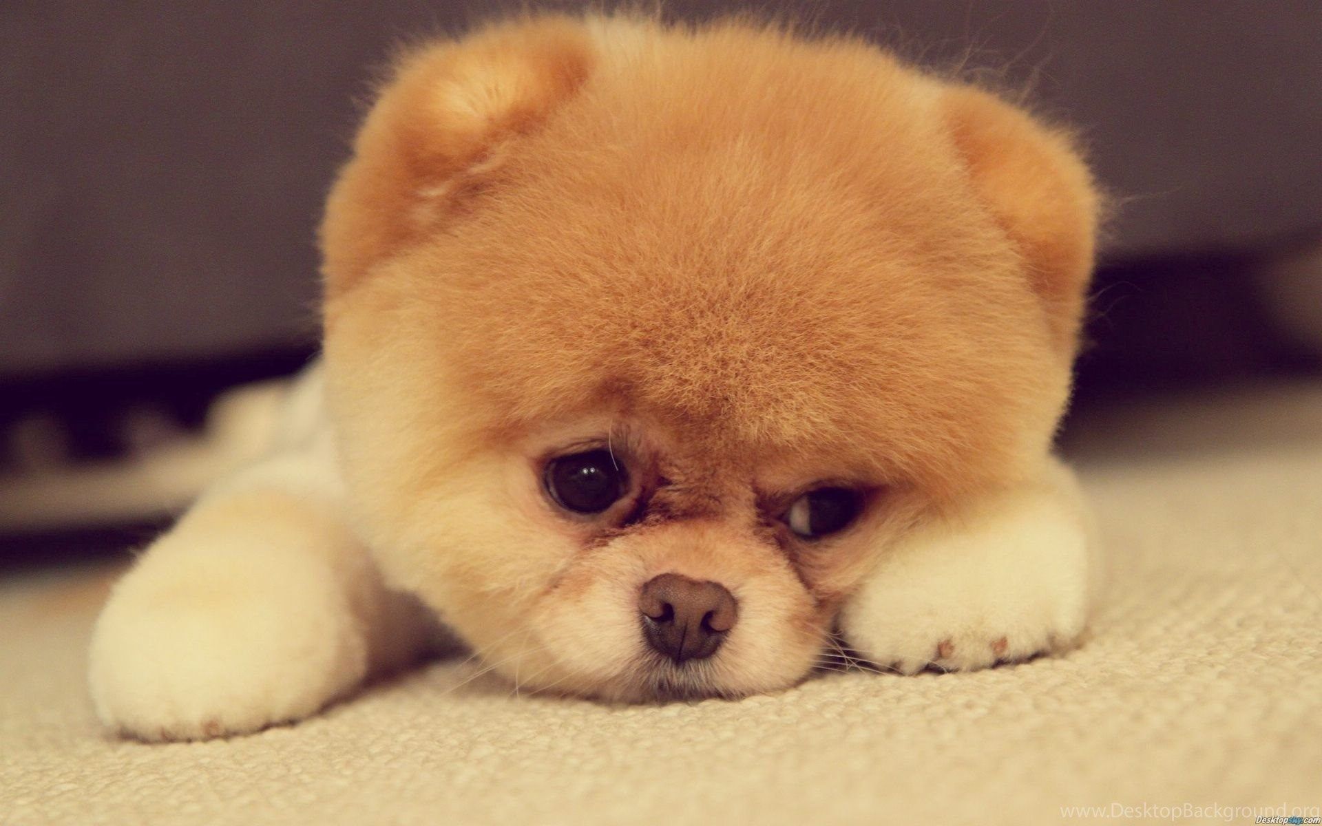 Cucciolo pomeranian sdraiato, 1920x1200 WUXGA, Laptop