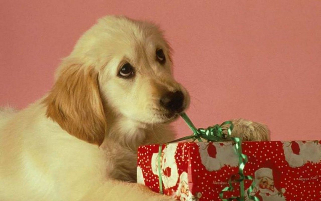 Cucciolo con regalo di Natale, 1280x800 720p, PC