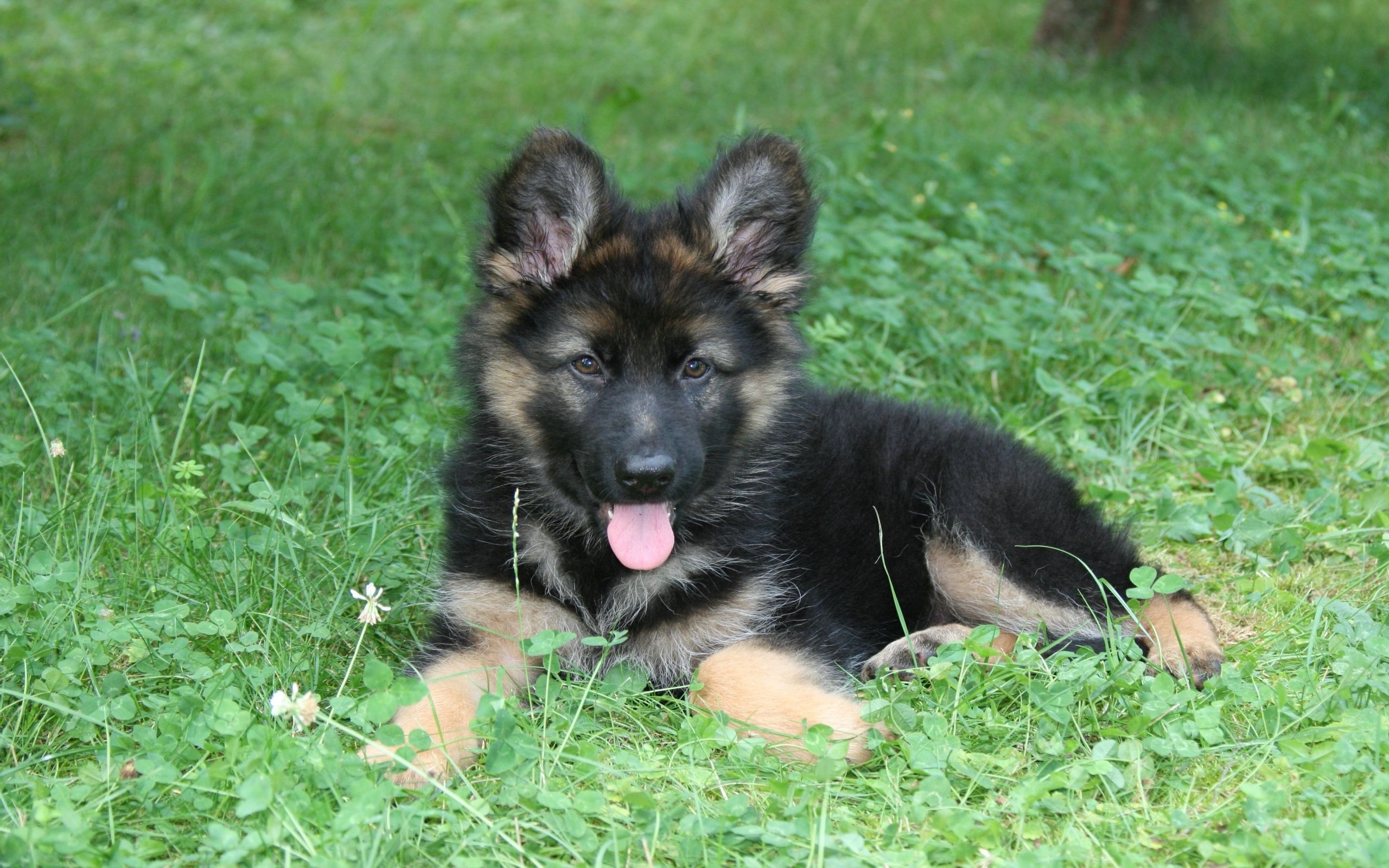 Cucciolo di pastore tedesco, 2560x1600 WQXGA, MacBook Pro