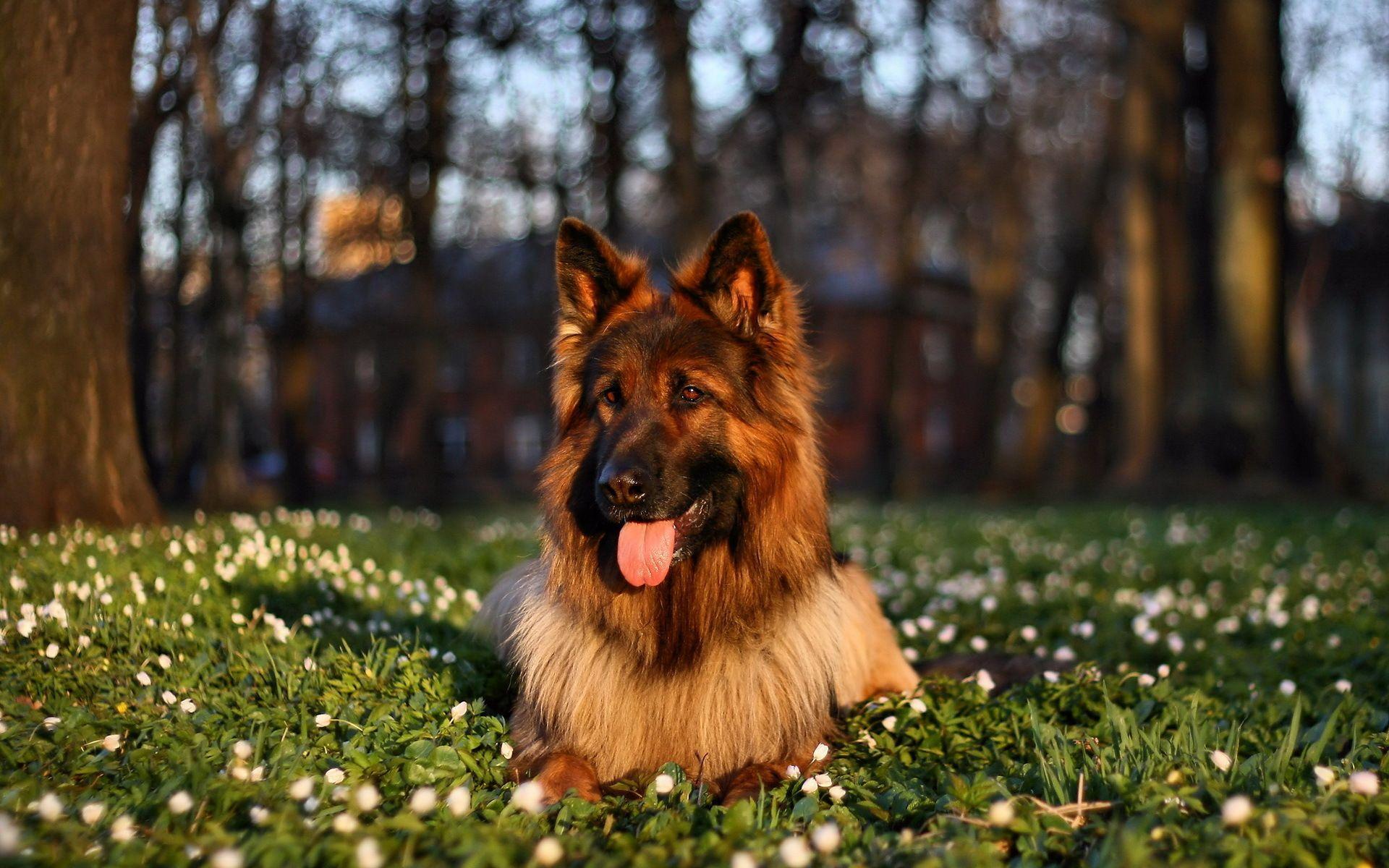 Cuccioli Pastore Tedesco su tronco, 1280x800 720p, MacBook Air