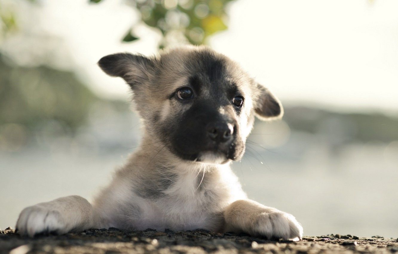 Cuccioli di pastore tedesco, 1280x800 720p, PC