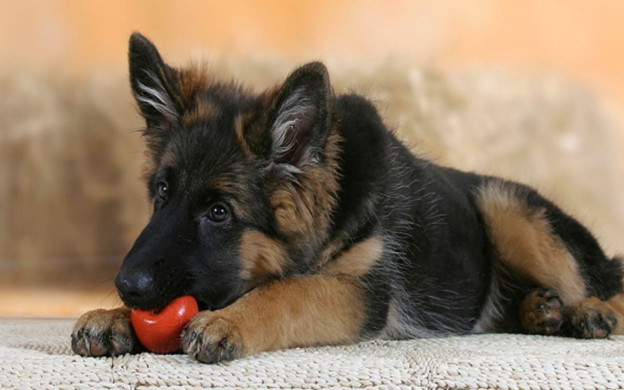 Cucciolo pastore tedesco con pallina rossa, 1280x800 720p, Laptop