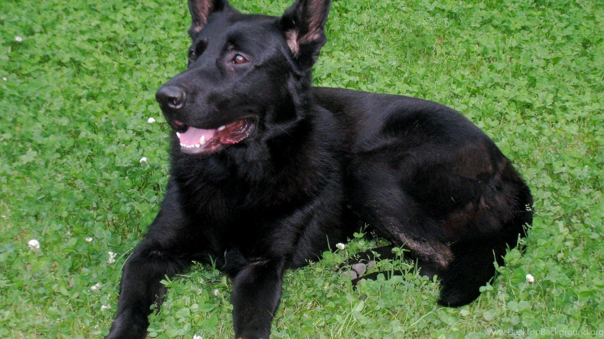 Tre cani Pastore Tedesco adulti, 3648x2736 WQXGA, Laptop