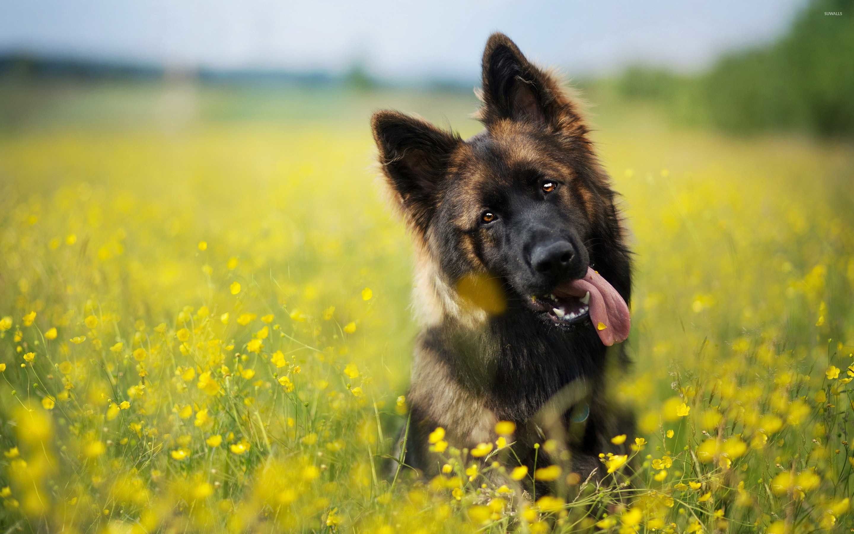 Cucciolo pastore tedesco tra fiori gialli, 2880x1800 2K+, PC