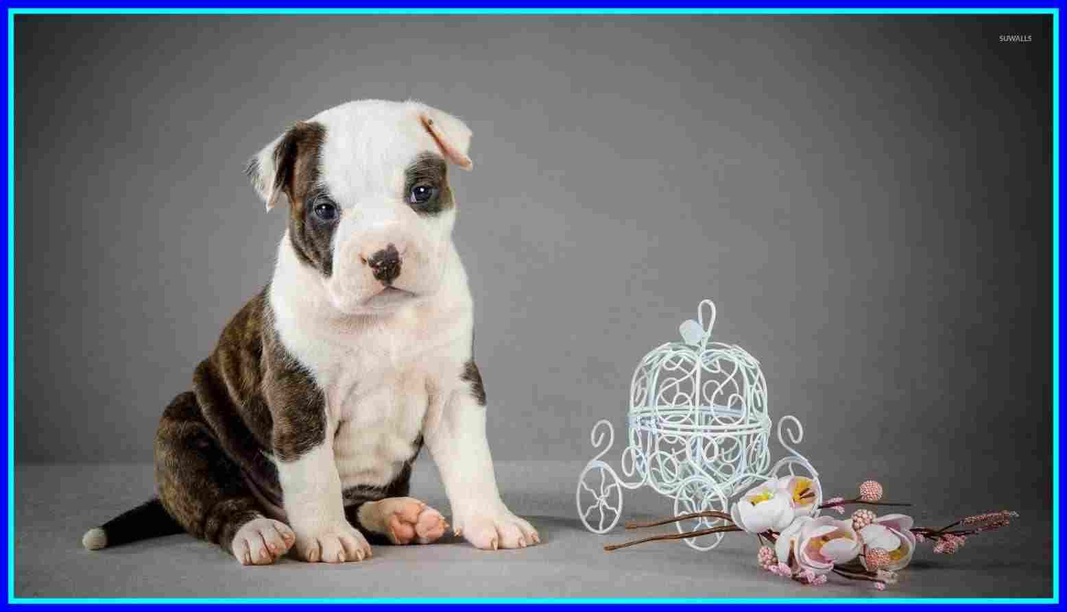 Cucciolo pitbull bianco erba, 2048x1361 alta risoluzione, iMac