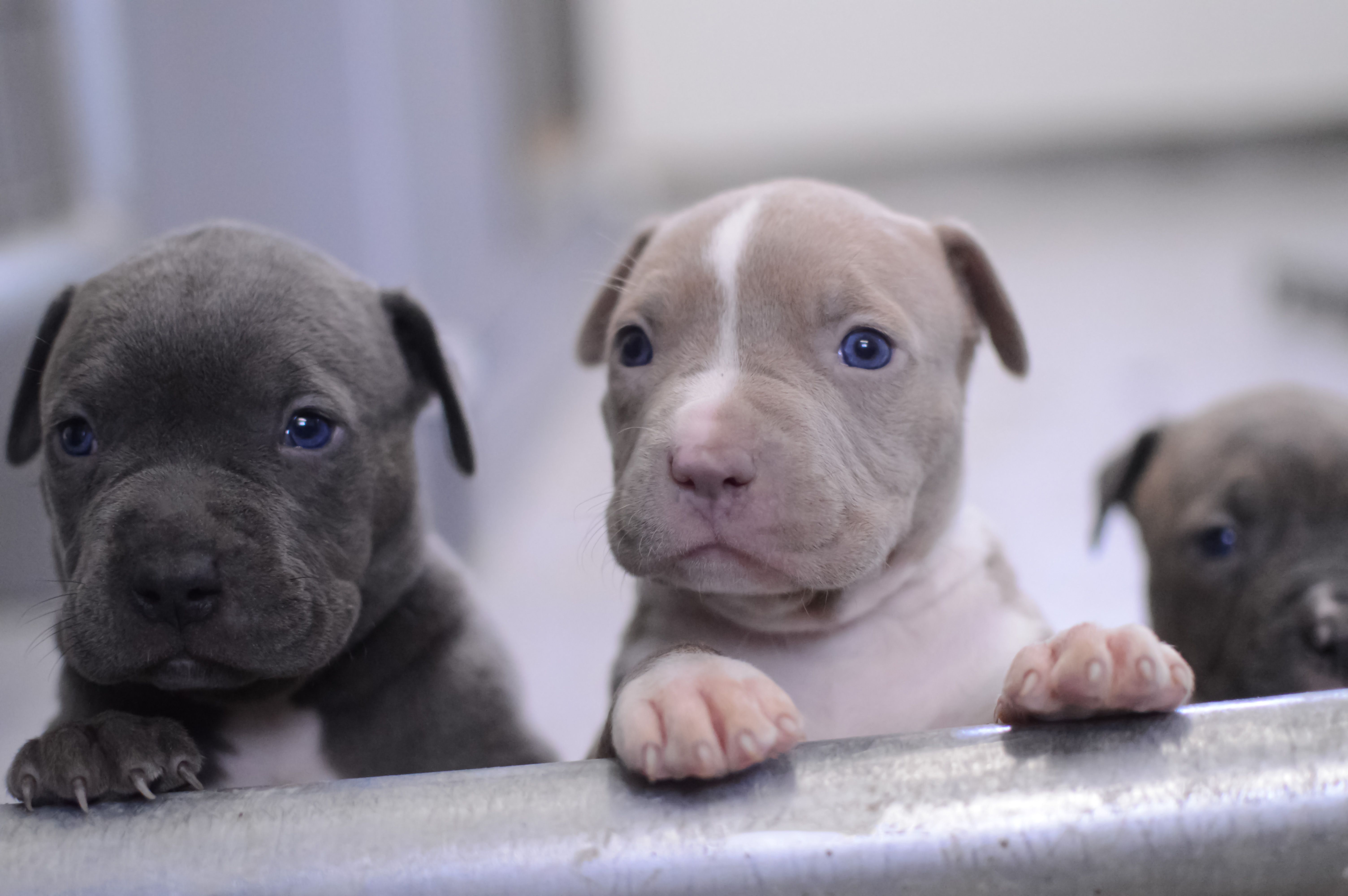 Cuccioli bulldog su erba, 1600x900 HD Ready, Desktop