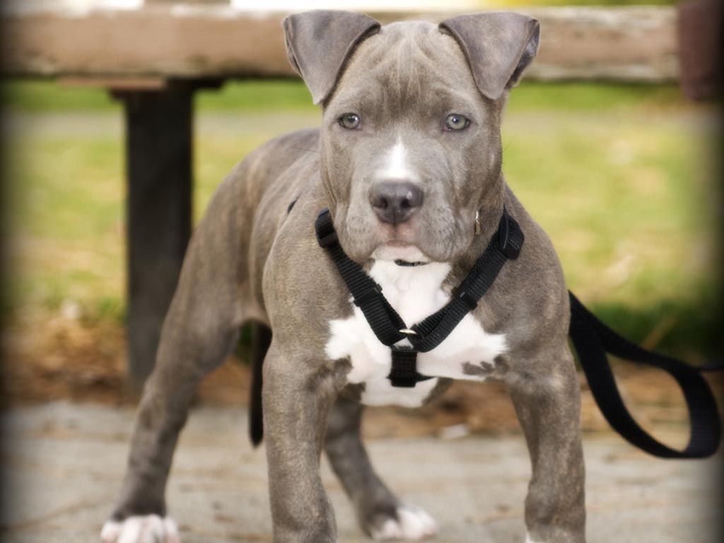 Cuccioli di Pitbull grigi, 6016x4000 UHD, PC 4K