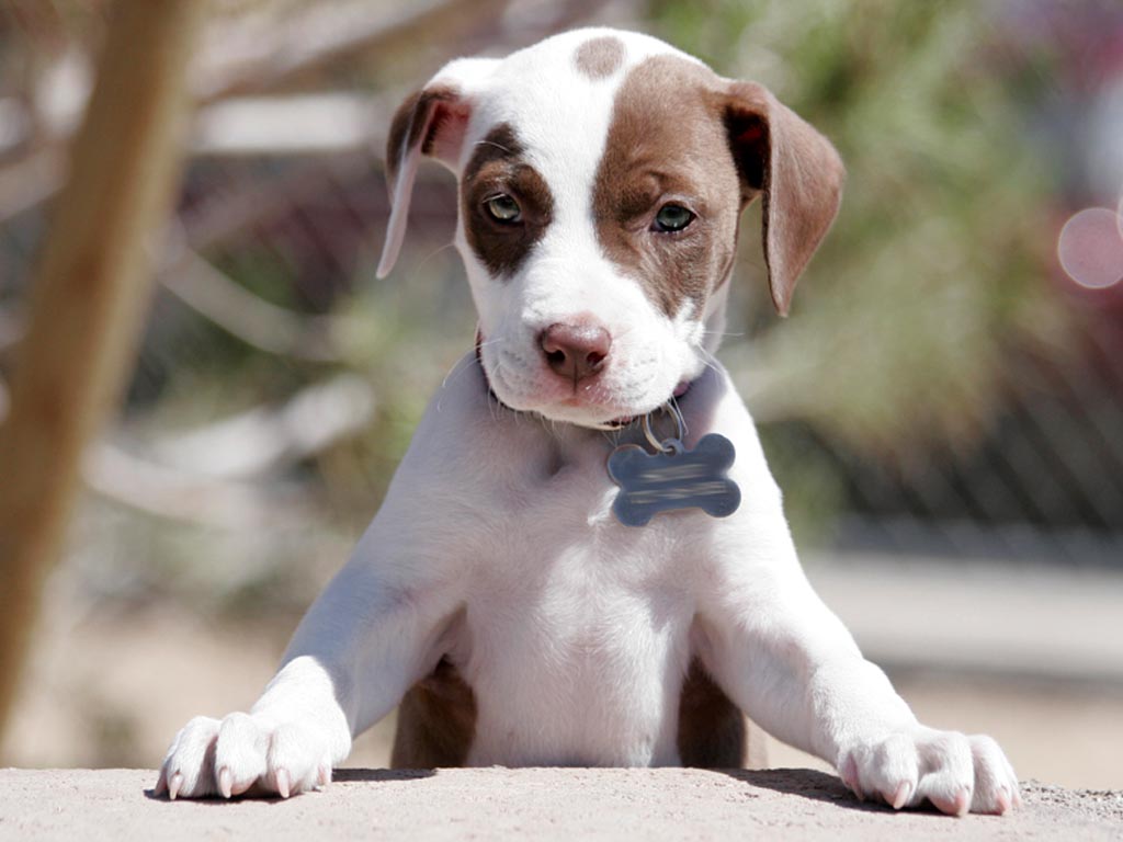 Cucciolo pitbull grigio con pettorina, 1024x768 HD, Desktop