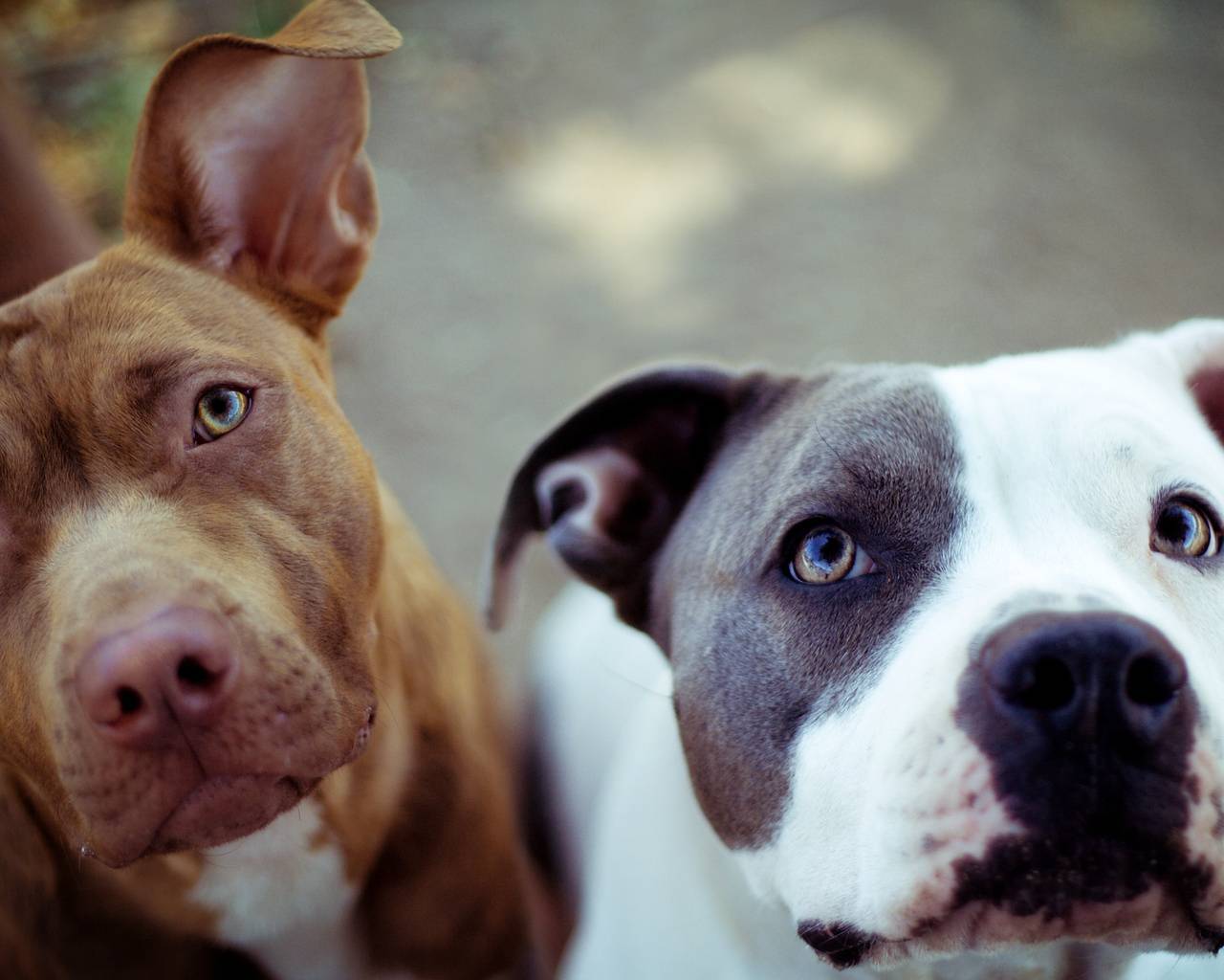 Cucciolo pitbull bianco marrone, 1024x768 HD, Laptop