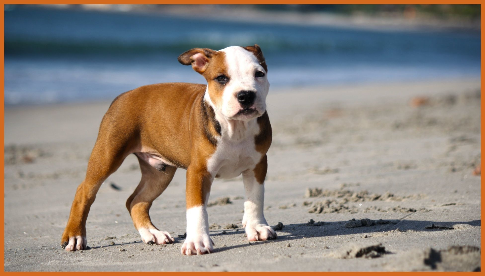 Cucciolo pitbull nero nel prato, 2448x3264 Full HD Verticale, Smartphone