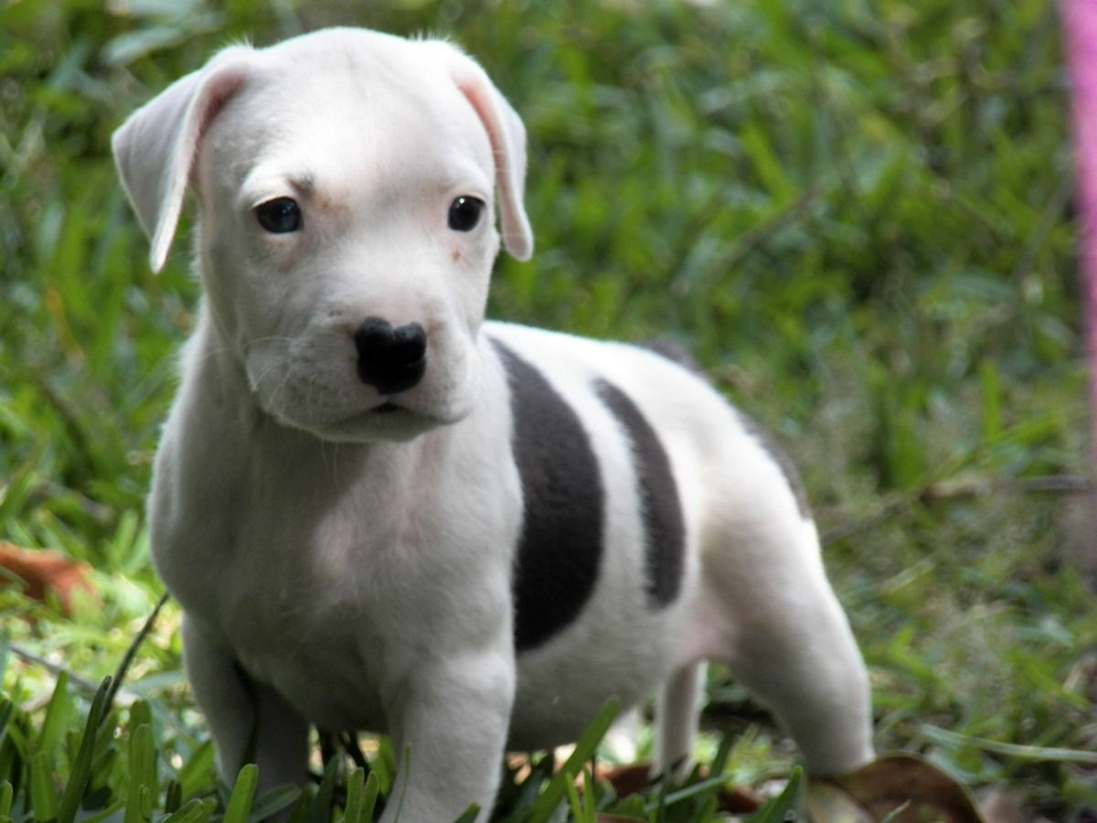 Due cuccioli pitbull ritratto, 1280x1024 HD, ROG Asus Laptop
