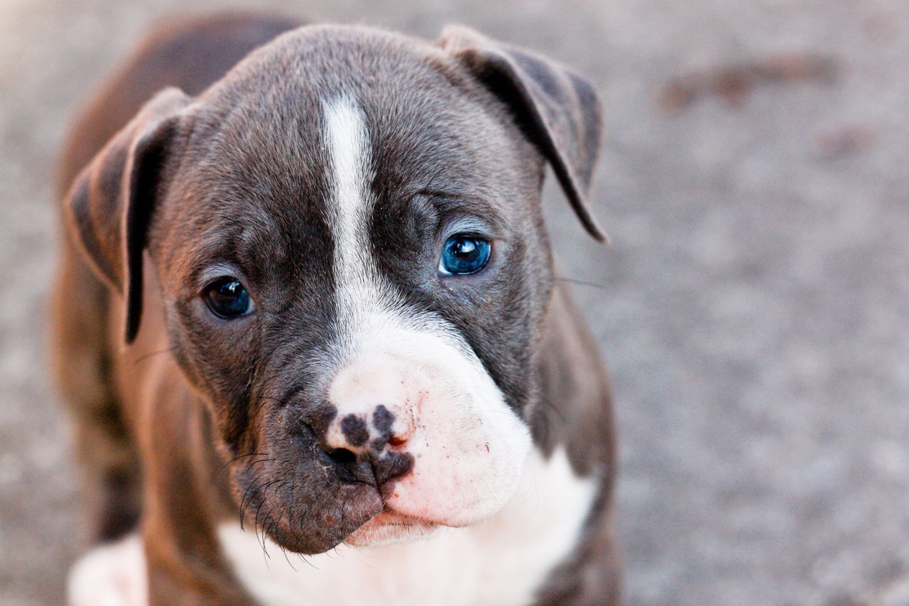 Cucciolo pitbull bianco erba, 1200x900 HD, PC