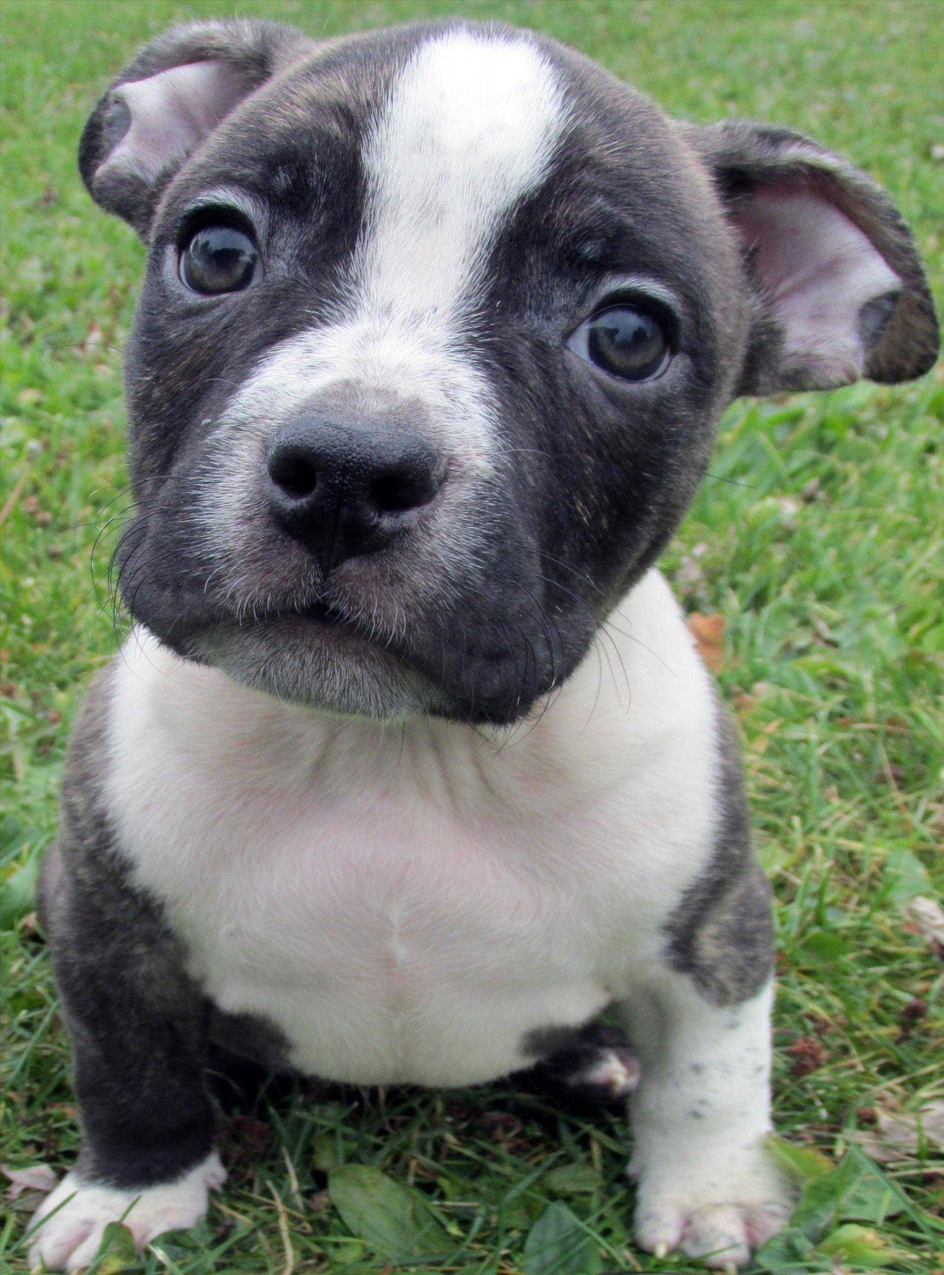 Cucciolo pitbull grigio bianco, 1280x853 HD, Desktop