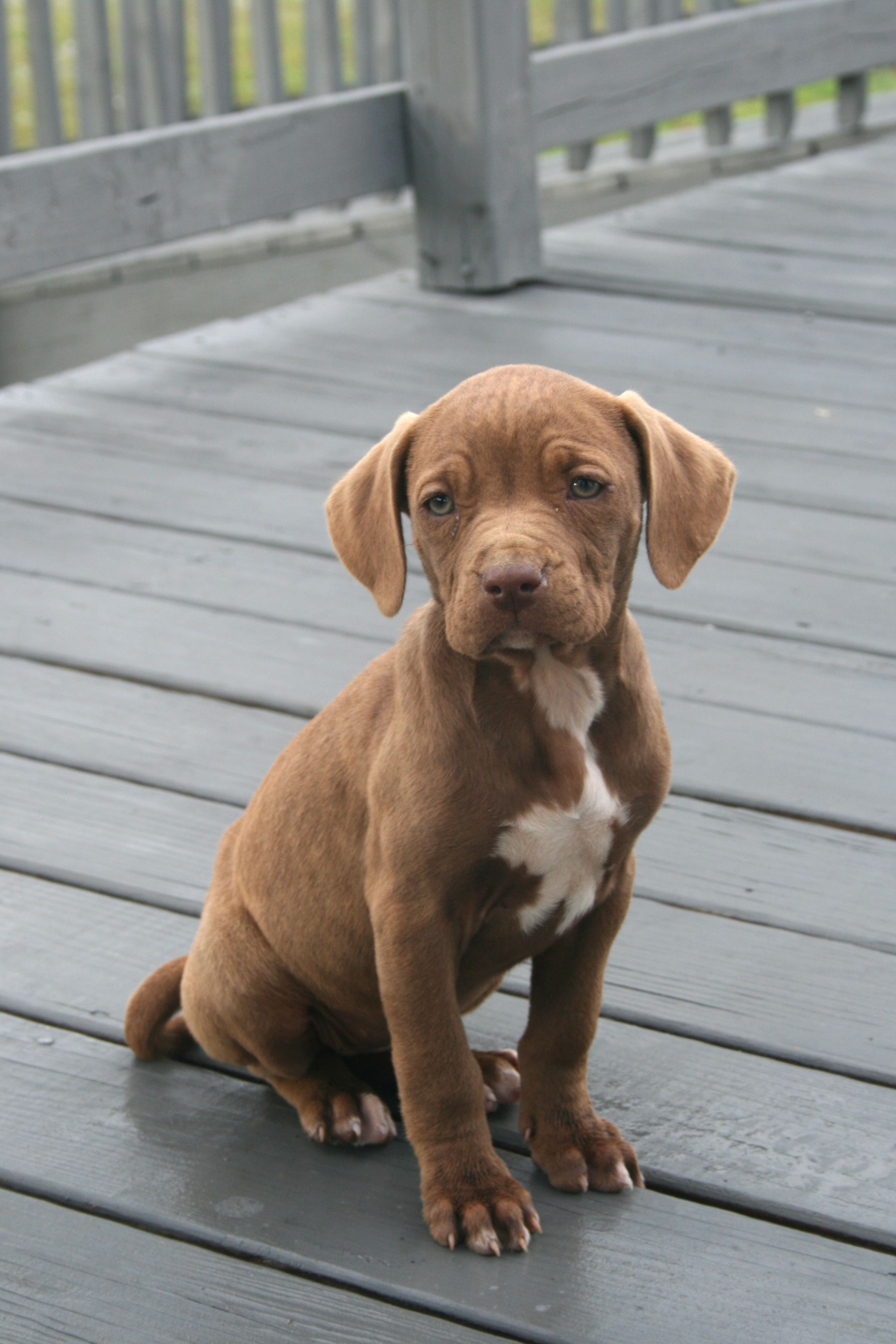 Cucciolo pitbull grigio bianco, 1900x2567 Full HD Verticale, Smartphone